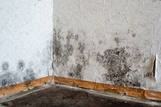 Carpet water damage restoration in Minier, IL